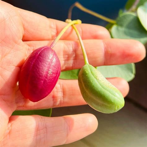 How to grow, pick and preserve Caper berries - Marzi's Garden