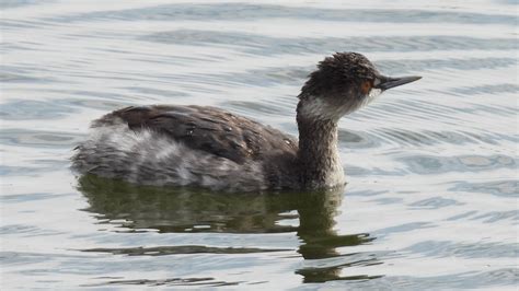 2022年10月16日(日) 渡良瀬遊水地の野鳥観察記録 by 鳥散歩 | ZooPicker