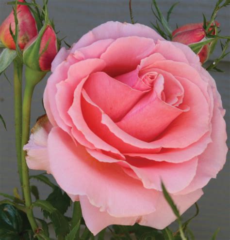 Mother Another Word for Love - HubPages