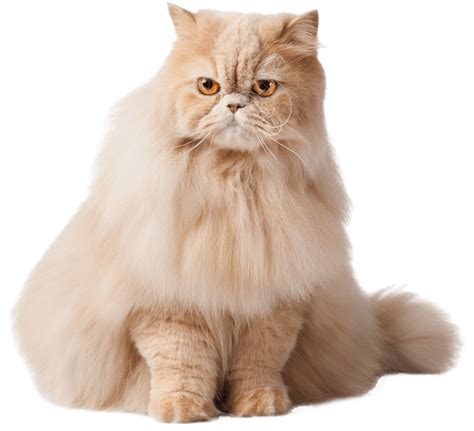 Pet Exams Colorado Springs, CO | Airway Vet Hospital