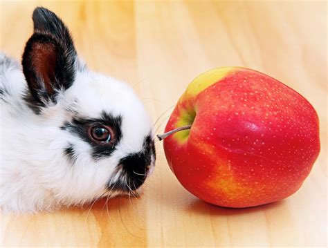 Do Rabbits Eat Apple? - Every Bunny Welcome