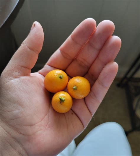 the smallest orange I've even seen... (kumquat) : r/mildlyinteresting