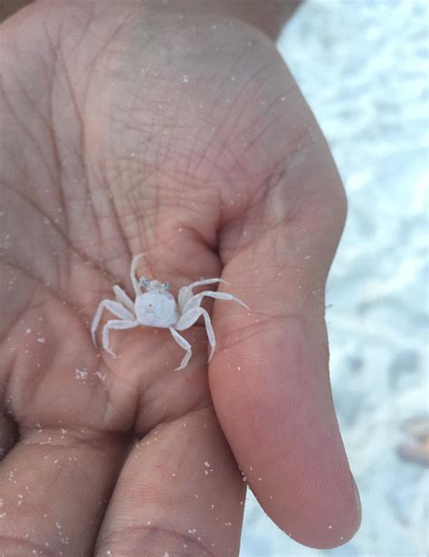 Baby Mole Crab Sandy Beaches: Life