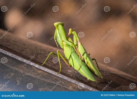 Mating of a Pair of Praying Mantises. Close Up of Pair of European ...