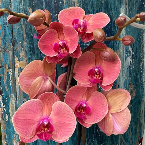 Phalaenopsis Hornglin Moore