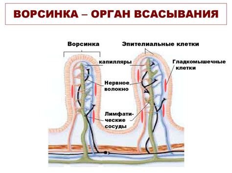 Пищеварение и его значение - презентация онлайн