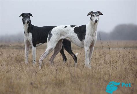 Польский харт 🐶 — правила дрессировки и воспитание породы польская ...