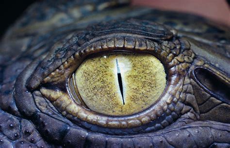 Crocodile Eye Animal HD Wallpaper | Crocodile eyes, Crocodile, Crocodiles
