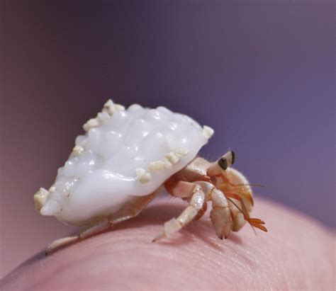 Hermit Crabs And Molting