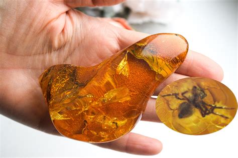 Amber Fossils For Kids