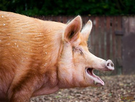 Tamworth Pigs: Exploring Their Traits, Growth Rate, Meat Value, and ...
