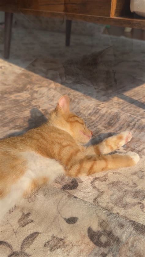 Charlotte Apartments | Spring into fun at Elan Prosperity Village ...