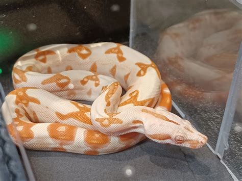 Jabberwock Reptiles Winchester Ma