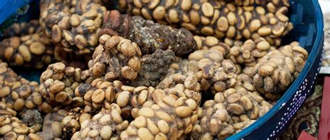 Кофе Лювак (Kopi Luwak): описание, история и виды марки