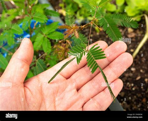 Mimosa Pudica also Called Sensitive Plant, Sleepy Plant, Action Plant ...