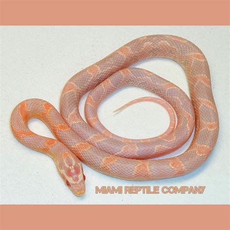 Corn Snake Pink