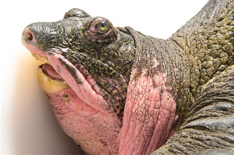 Yangtze Giant Softshell Turtle (Rafetus swinhoei) - Joel Sartore