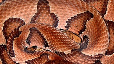 There are six venomous snakes found in North Carolina. Know what they ...