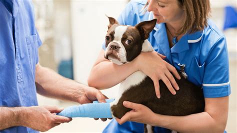 Pet Surgery In Washougal, WA | Camas Washougal Animal Hospital