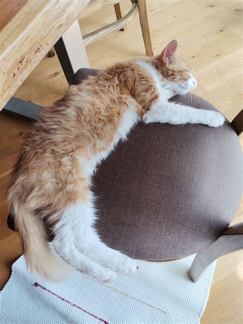 My 5 month old cat has grown so much! : r/Awww