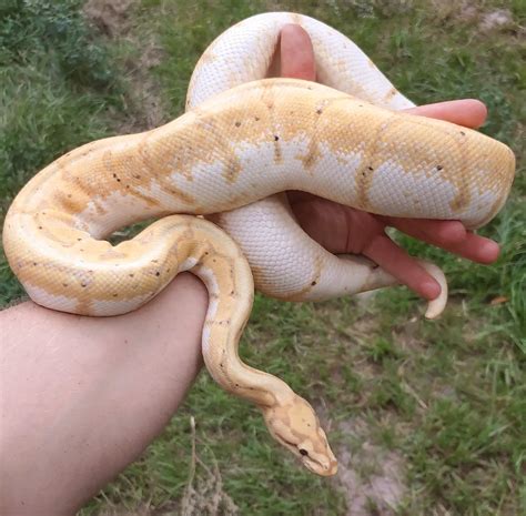 Banana Spider Yellow Belly Ball Python at Sam Mcclendon blog