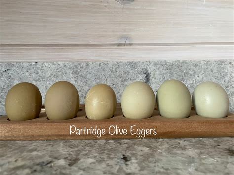 Olive Egger Eggs