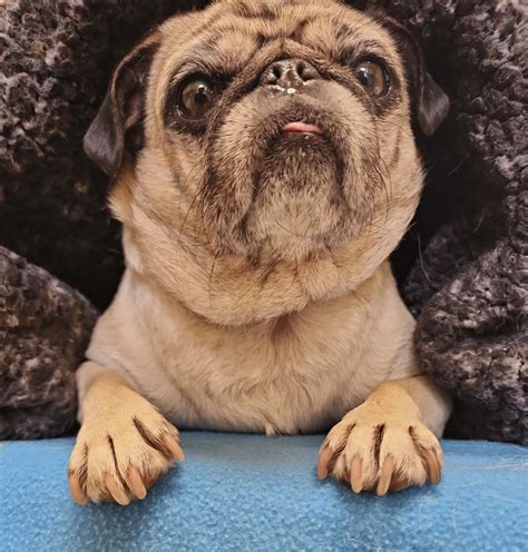 Tegan’s very first pug rug! what an exciting milestone. : r/pugs