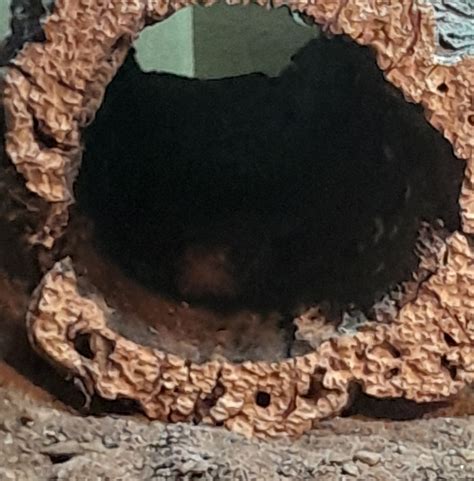 I'm always watching Wazowski, always watching 👀 : r/BeardedDragons