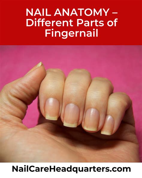 Nail Anatomy Labeled NAIL ANATOMY – Different Parts Of Fingernail