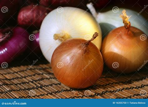 Onion Family stock photo. Image of vegetable, onions - 16355750