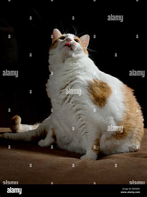 Overweight orange and white spotted cat with his tongue out Stock Photo - Alamy