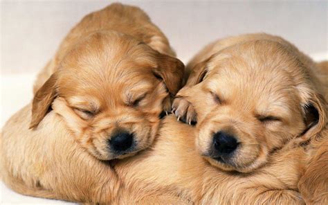 Cute Puppies Wallpapers - Wallpaper Cave