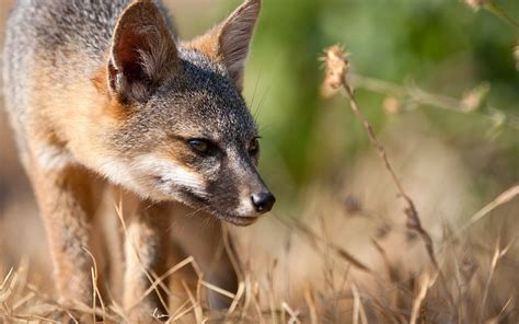 Santa Cruz Island Fox Facts & Conservation Information