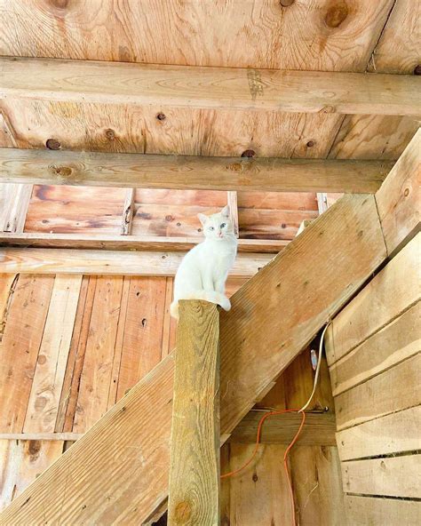 TRACTOR SUPPLY CO. - 803 Martin St S, Pell City AL - Hours, Directions, Reviews - Loc8NearMe