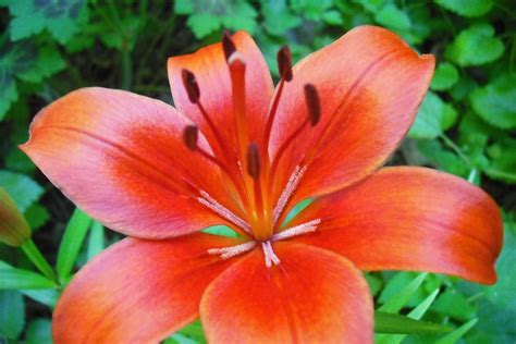 Tiger Lily - Beautiful Orange Flower for Your Garden