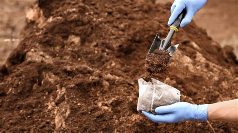 How to Increase Nitrogen in your Garden Soil: Natural Methods - Homestead How-To