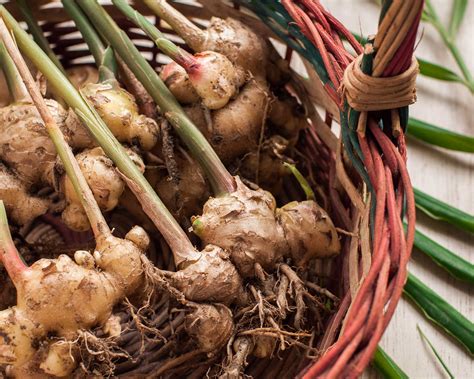 How to grow ginger: expert tips for this cooking ingredient | Gardeningetc