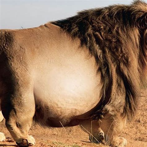 Fattest Lion In The World