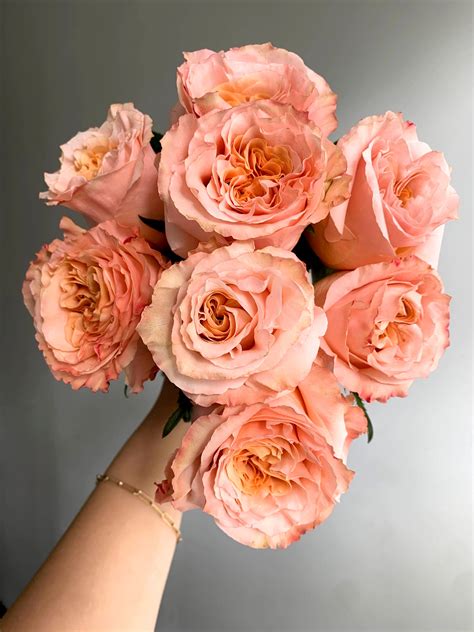"Shimmer" Roses | Flower guide, Peach roses, Peach flowers