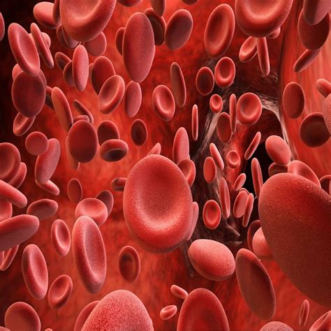 Foods For Platelets: रक्तातील प्लेटलेट्स वाढवण्यासाठी खा 'हे' पदार्थ - Marathi News | Eat these ...