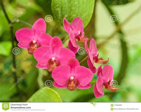 Orchid Pink Color, on the Branch of Six Flowering Flowers Stock Image ...