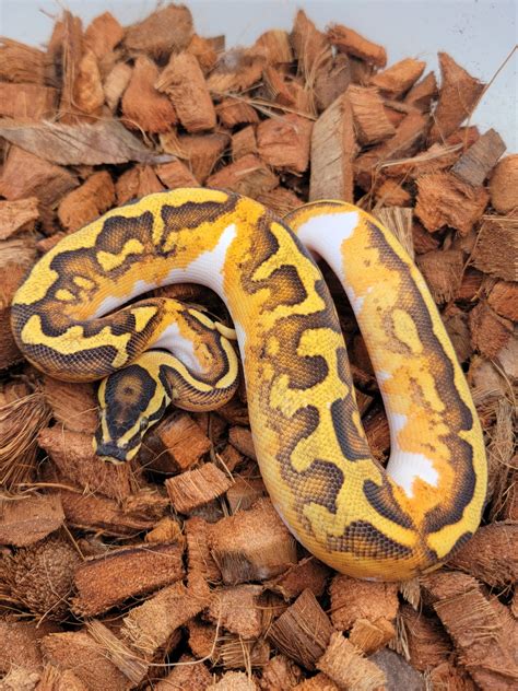 Enchi Yellowbelly Pied Ball Python by Morph Jungle - MorphMarket