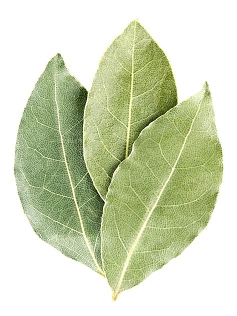 Bay Leaves Substitute Uk at Miguelina Cotten blog