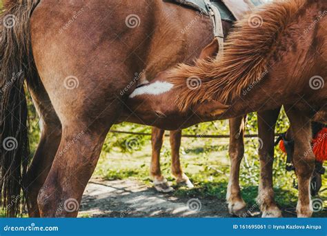 Horses Having Sex