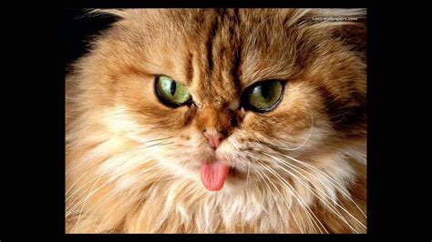 Download Hairy Funny Cat Making Face Wallpaper | Wallpapers.com