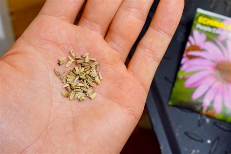 Growing Echinacea From Seeds - Coneflower Grow Guide - Geeky Greenhouse