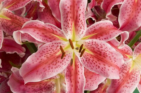 How to Grow and Care for Lilies: A Guide to Beautiful Perennial Varieties