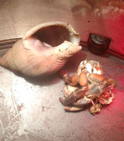 Hermit Crab Molting Stages