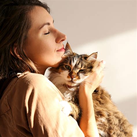 The Ultimate Kitten Care Guide | Budget Pet Products