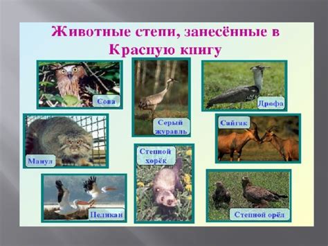 Презентация: "Растения и животные занесенные в Красную книгу Калмыкии".